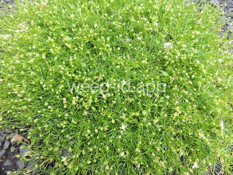 pearlwort, dwarf